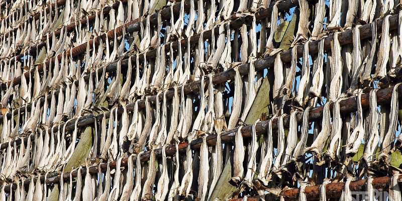 noors-lapland-noorderlicht-drogende-kalbeljauw