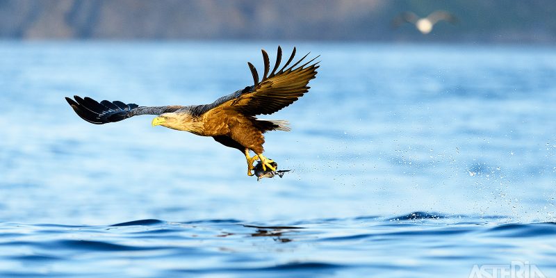 noorwegen-op-zoek-naar-het-noorderlicht-zeearend